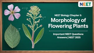 NEET Biology Morphology of Flowering Plants  Important NEET Questions amp Answers  NEET 2025 [upl. by Sophi]