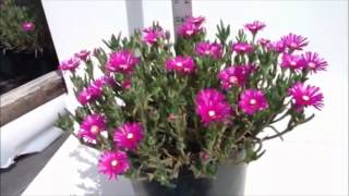 Best Flowering Perennials  Delosperma cooperi  Ice plant [upl. by Adnomar]