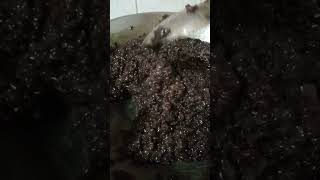 Black Gkutinous Rice Biko using Muscovado Sugar yummyhealthyfood [upl. by Sheryl]