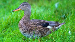 Gadwall Duck Ducklings Running Around and Foraging 4K [upl. by Dowlen]