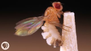 This Killer Fungus Turns Flies into Zombies  Deep Look [upl. by Hnahk]