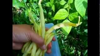 Using Cinder Blocks to Grow Beans Growing and Harvesting [upl. by Assirialc]