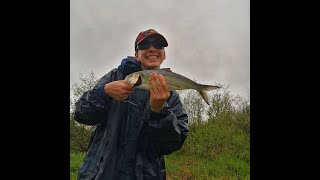 American Shad fishing on the Kennebecasis River in NB [upl. by Yung]