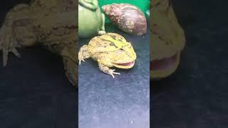 pacman frog hissing [upl. by Lagasse]