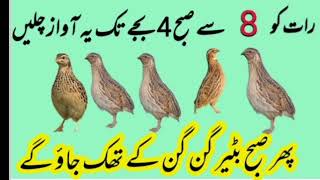 batair ki Raat wali awazquails night soundبٹیر کی آواز [upl. by Aicirtac]