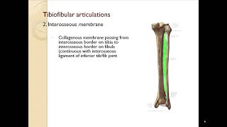 Tibiofibular joints [upl. by Sillihp]