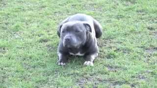 BLUE STUD DOG AVAILABLE  STAFFORDSHIRE BULL TERRIER   26 champs [upl. by Dleifxam148]