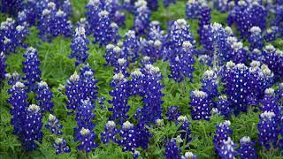 Texas Bluebonnets The State Flower of Texas [upl. by Buhler583]