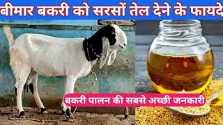 बीमार बकरी को सरसों का तेल पिलाने के फायदे  Bimar bakri ko sarson ka tel dene ke fayde vnsgoatfarm [upl. by Dric]