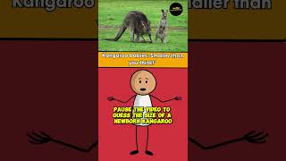 Kangaroo Surprise shorts viralvideo shortvideo youtubeshorts [upl. by Nixie]