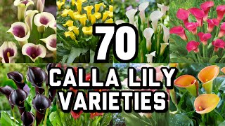 70 CALLA LILY VARIETIES With Names  Calla Lily flower  CLASSIFICATIONS WITH NAMES [upl. by Mayeda]