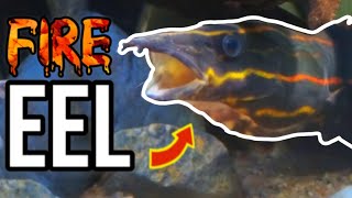 SECRET Fire Eel CAVE 🔥 75 Gallon Planted Tank Full Setup [upl. by Papagena]