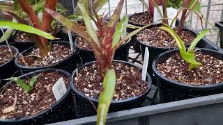 Billbergia hybridization and growing video [upl. by Karin]