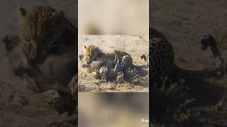 Greedy Leopard Attack On Family Of Warthog 😳 shorts wildlife leopard [upl. by Kolk696]