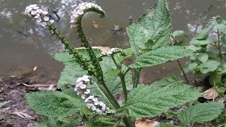 Amazing Herbal Plant Secret Health Benefits of Indian Heliotrope That You Never Know [upl. by Eiryk]