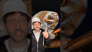 Meet the Slow Loris 👀 slowloris venomous [upl. by Pytlik]