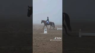 Judging The Gaited Horse In Dressage theponyadventures [upl. by Yehsa]