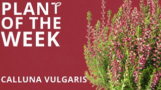 Plant of the Week Calluna vulgaris [upl. by Nelli]