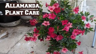 Allamanda Plant Care [upl. by Britteny2]