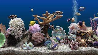 Marine Aquarium 3 [upl. by Rusticus]