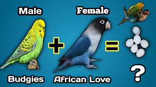 Cross Breeding Bird to Budgies and African Love [upl. by Janos699]