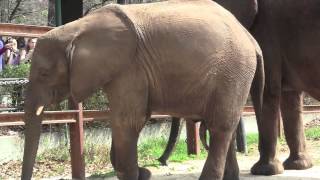 Samson the Elephant Turns 4 [upl. by Edaw]