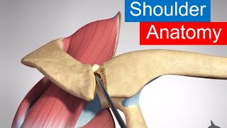 Rotator Cuff Surgery Explained [upl. by Lubbock985]