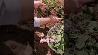 النعناع علومالزراعه explore fruit foryou foad arabic food اكسبلور bonsai دويتو [upl. by Suivart572]