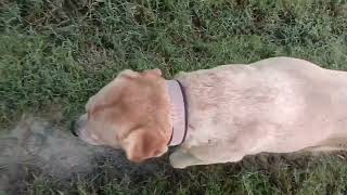 Dogs life in villagesfunnydog labrador lifestyle doglover dogsofyoutube [upl. by Jocelyn]