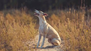 How to Train Your Whippet for Herding [upl. by Kosel]