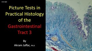 Picture tests in histology of the gastrointestinal system 3 [upl. by Dermot]