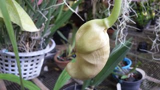 wowKuncup Bunga Anggrek Knop Coryanthes macrantha mirip Bunga Turi  Sesbania grandiflora [upl. by Nirehtac581]