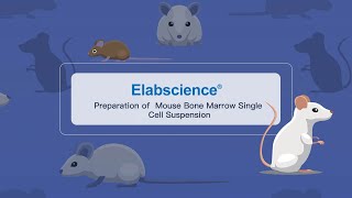 Preparation of Mouse Bone Marrow Single Cell Suspension [upl. by Ehav101]