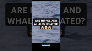 The Surprising Connection Between Hippos and Whales 🌍🦛🐋 [upl. by Aidnyc]