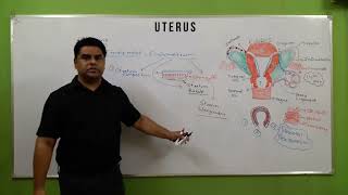 uterus in hindi  layers of uterus  गर्भाशय  uterus anatomy  cervix  female reproductive system [upl. by Odlaner]