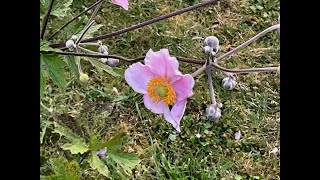 Anémone japonaise September Charm ou quotAnemone hupehensisquot Sipmlicité et beauté [upl. by Adnuahs263]