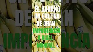 EL BANANO UN CULTIVO DE GRAN IMPORTANCIA A NIVEL MUNDIAL [upl. by Winograd183]