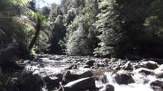 Liffey River Tasmania [upl. by Tod895]