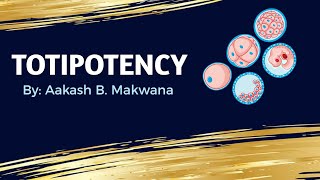 What is Totipotency [upl. by Ahsikan]