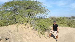 Plants of OmanProsopis juliflora [upl. by Ainnos780]