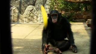 Video One  Fyffes Advert [upl. by Alta]