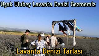 Uşak Ulubey Lavanta Denizi Tarlasını Geziyoruz [upl. by Evita]