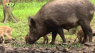 Dutch Travel Destination National Park de Veluwe  Wild Zwijn  Wild Boar amp piglets  Sus scrofa [upl. by Aldwin]