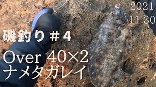 11月 ナメタガレイ（ババガレイ）４０㎝オーバー×２ トドヶ崎【磯釣り＃４】2021 [upl. by Solley969]