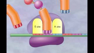 Chapter 4 Translation Elongation and termination [upl. by Ahsemac]