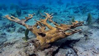 Snorkeling in Cane Bay with Coral Barracuda and surprises [upl. by Nowell]