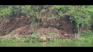 Pied Kingfisher colony  Kazinga Channel Uganda 27824 Howard Vaughan [upl. by Kcub]