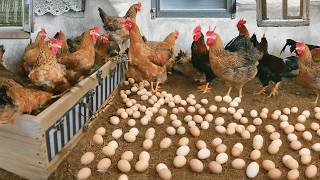 Effective Strategies for Raising Chickens for Eggs Collect Eggs amp Feed the Hens [upl. by Atteselrahc342]