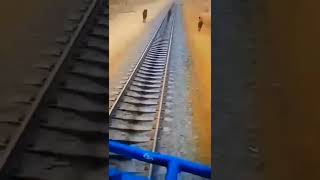 Camel running from train [upl. by Sion]