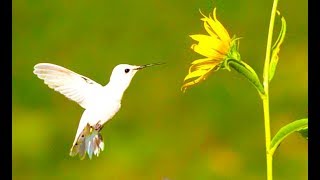 White Hummingbird Slow Motion 4K [upl. by Reece]